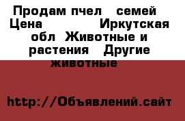 Продам пчел 5 семей › Цена ­ 12 000 - Иркутская обл. Животные и растения » Другие животные   